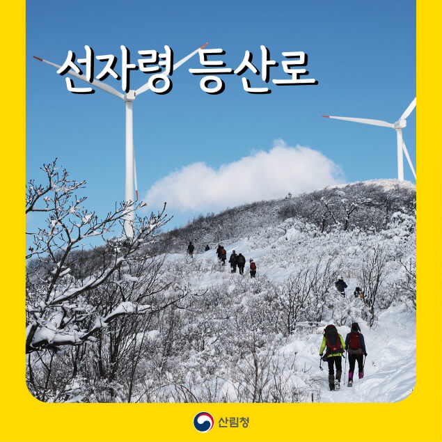 사계절 바람의 언덕, 선자령 등산로 완전정복! 풍력단지부터 억새평원까지