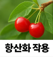 앵두 효능