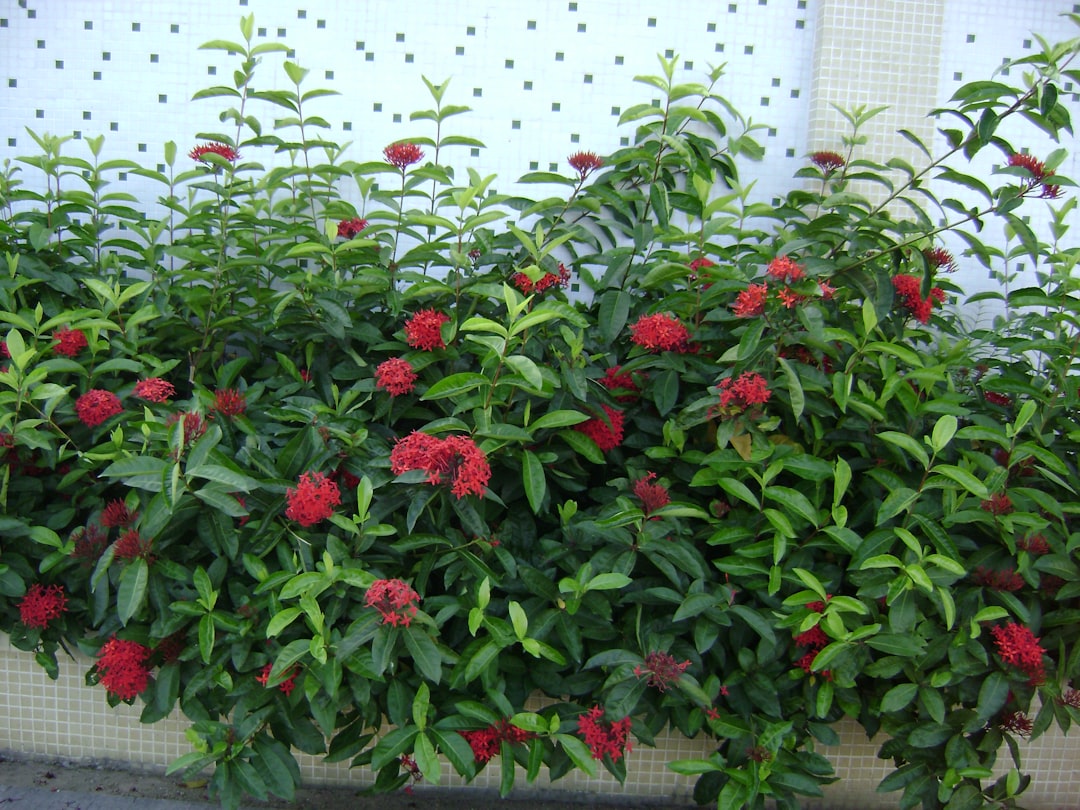 Red Pepperbush (Dulichium)
