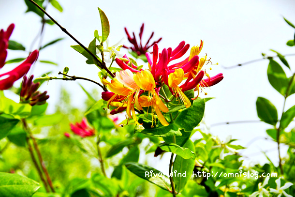 삼색 인동초 꽃