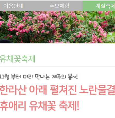 2025 휴애리 유채꽃 축제10