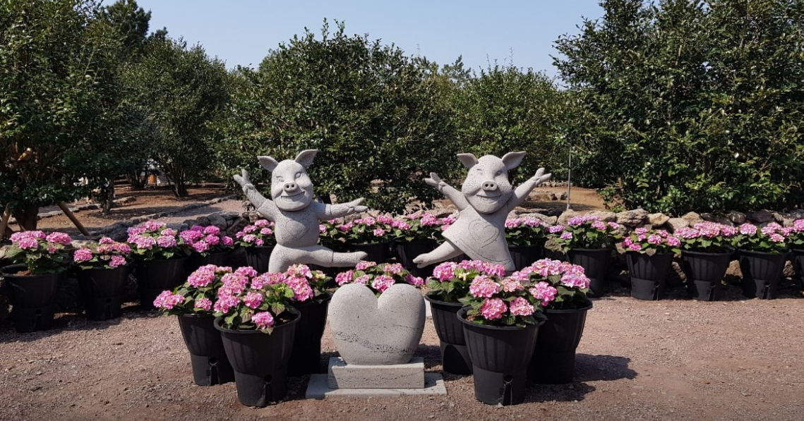 제주 휴애리 수국축제 이미지 사진