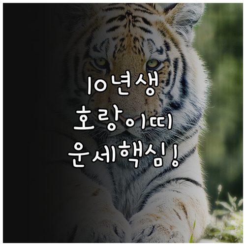 2026년 3월 2010년생 호랑이띠..
