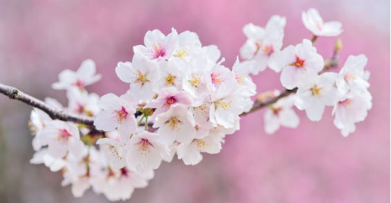 2025 진해 군항제 일정 및 벚꽃 축제