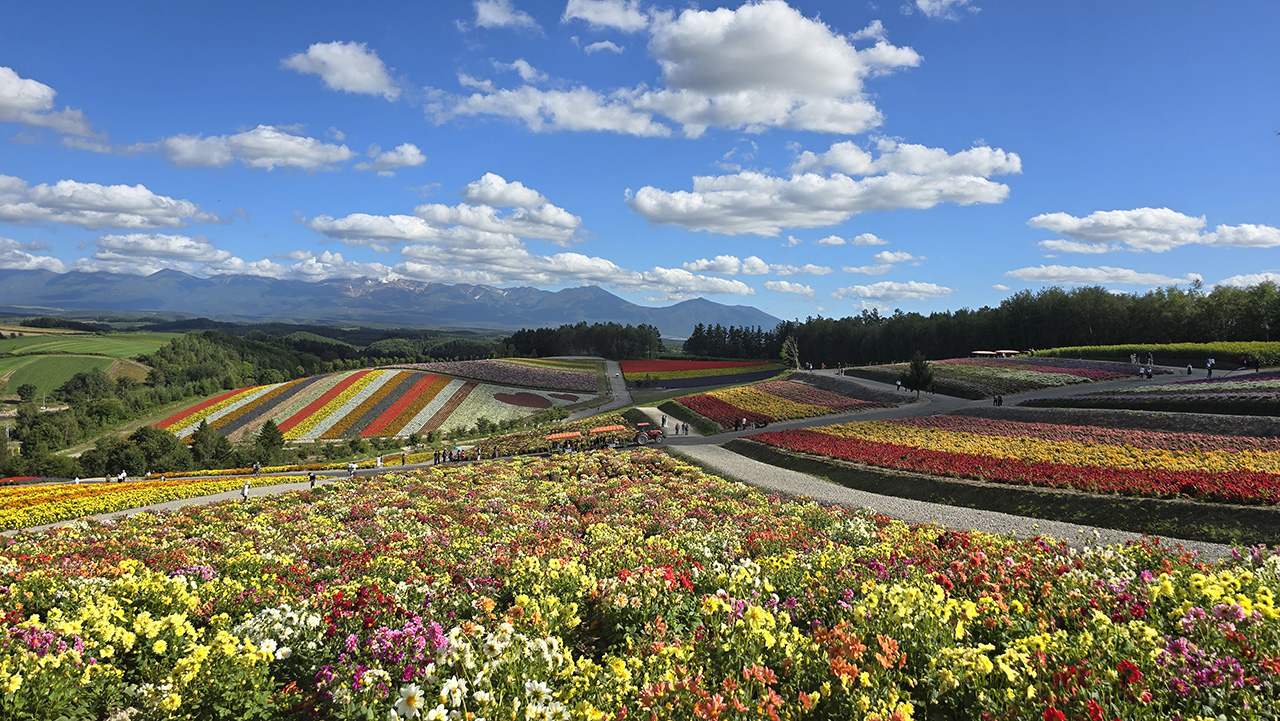 사계채의 언덕 꽃밭