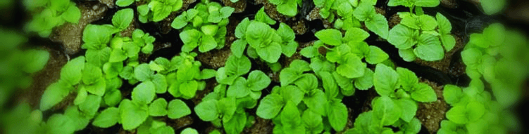 재배되는-깻잎-사진