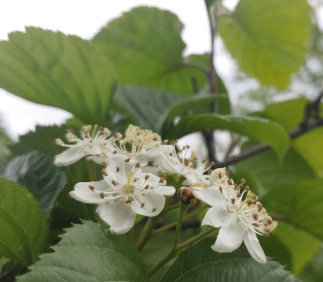 화담숲 예약 입장료 화담채
