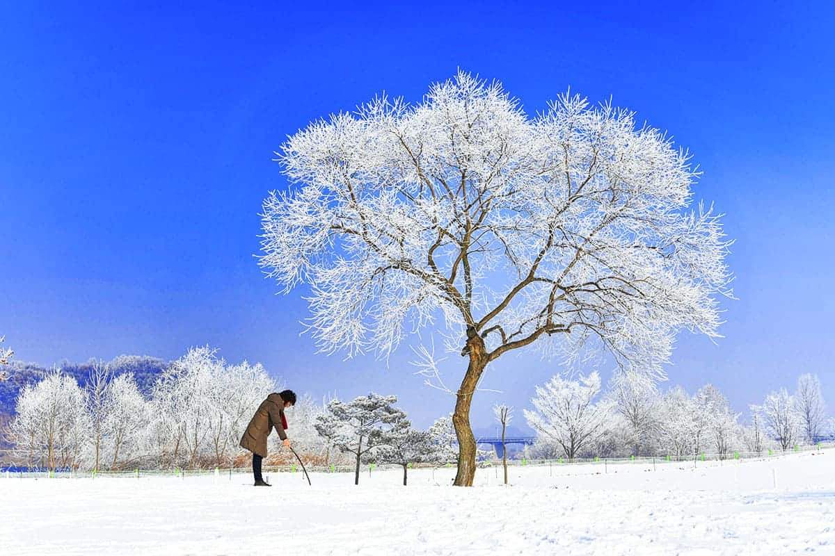 눈이 쌓인 나무