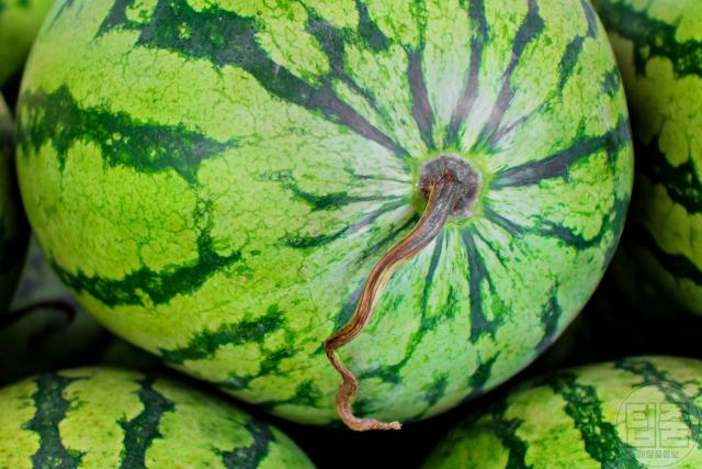 수박 맛있는거 고르기,수박 고르는법,팁줌