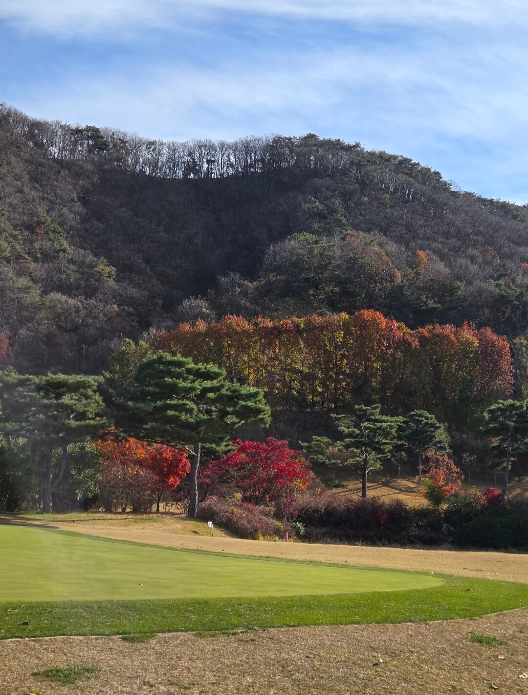 단풍나무와 그린
