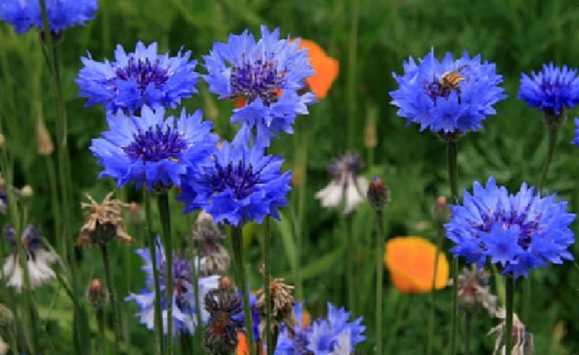 야생화 수레국화 키우기 수레국화 꽃말 수레국화 색깔
