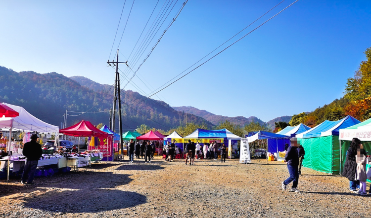 괴산 문광저수지 은행나무길