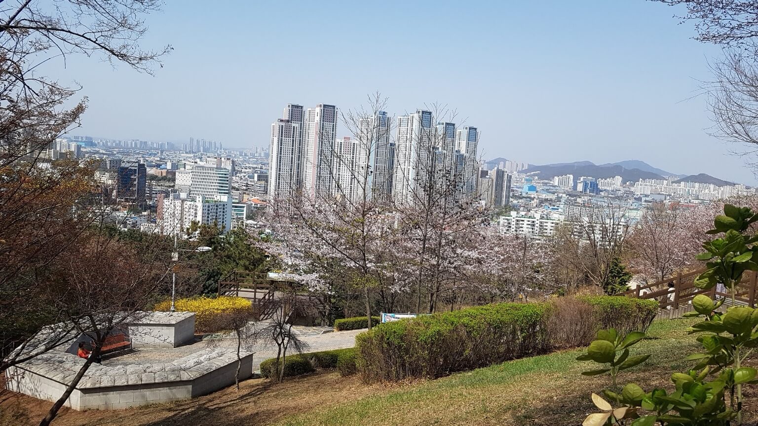 2025년 벚꽃 개화 시기와 벚꽃