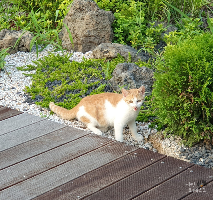 독산성 고양이
