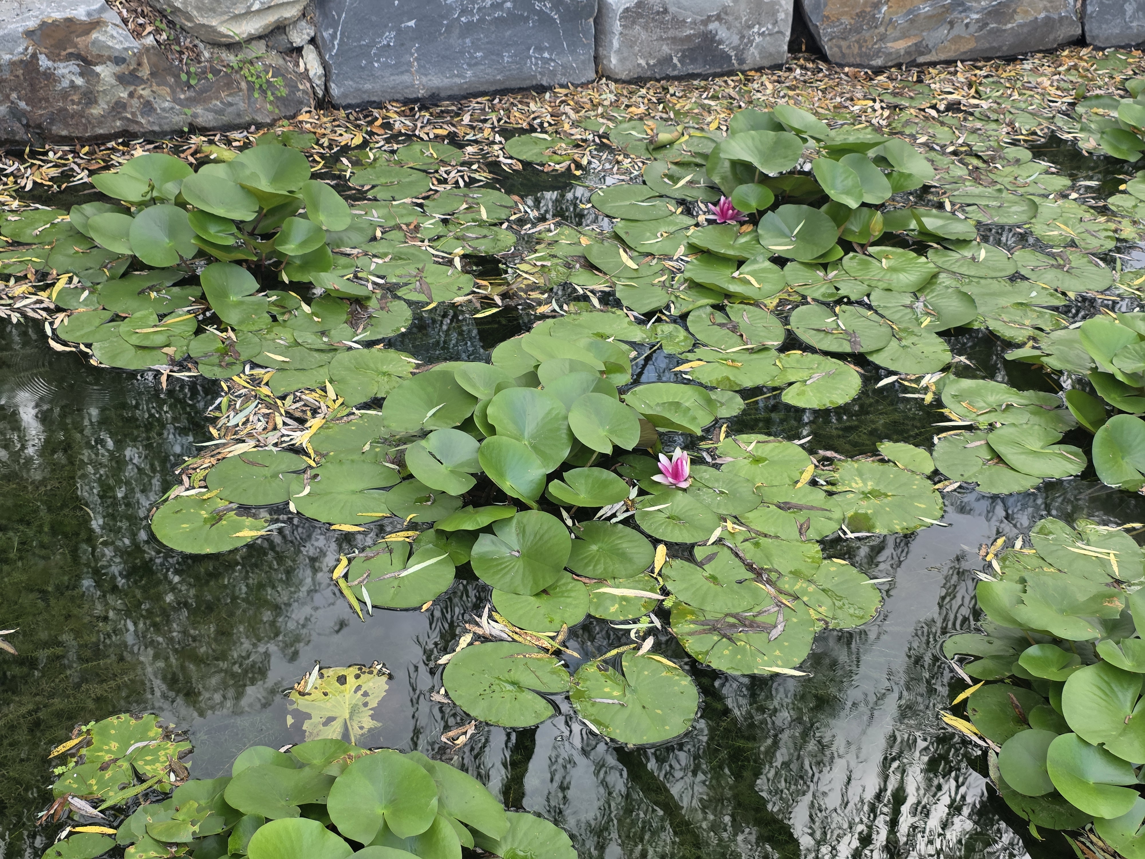 부여 궁남지 주차 운영시간 입장료 연꽃축제 서동요 백제 선화공주 08