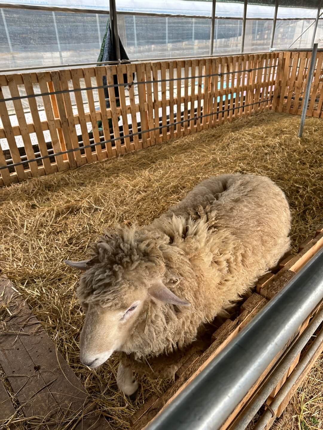 아이 동물 먹이주기 체험 양 목장