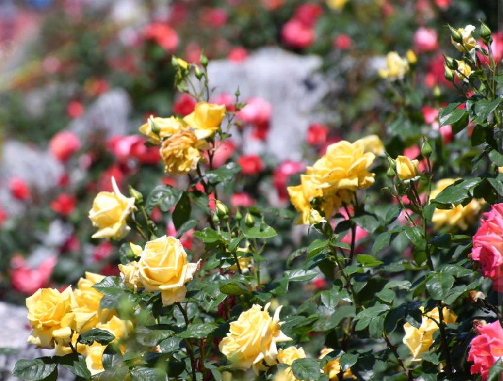 삼척장미축제프로그램