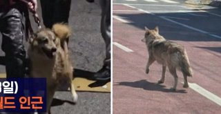 대전 오월드 늑대 늑구 탈출 원인 암컷 드론 생포