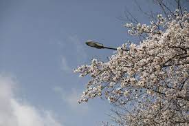 2024 계룡 향적산 봄나들이 축제 기본정보와 프로그램 및 초대가수 소개(박서진 박상철 미스트롯 유진 노라조 지원이 등 출연)