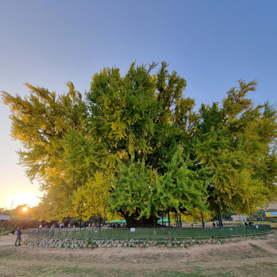 반계리 은행나무4