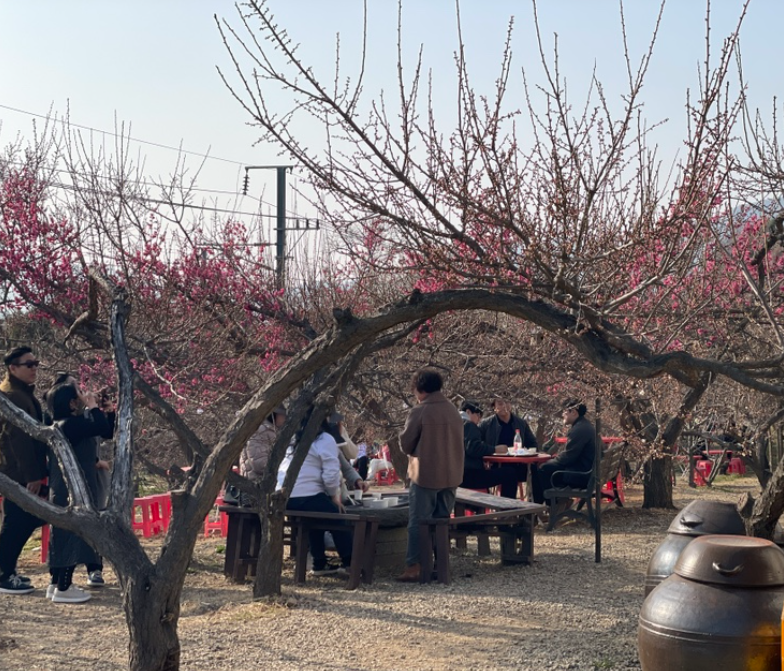 양산 순매원 매화