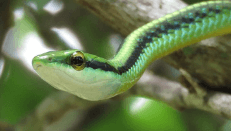 뱀이 허물을 벗는 꿈해몽