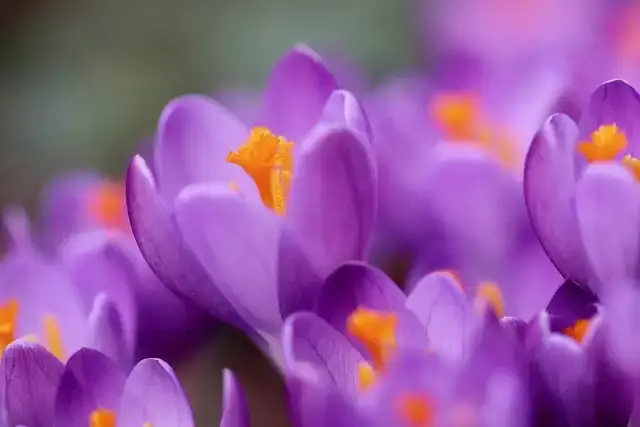가평 자라섬 꽃축제, 자라섬 꽃 페스타 날짜, 요금, 프로그램, 유래 정보