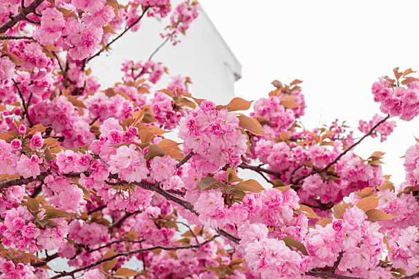 겹벚꽃-피는시기