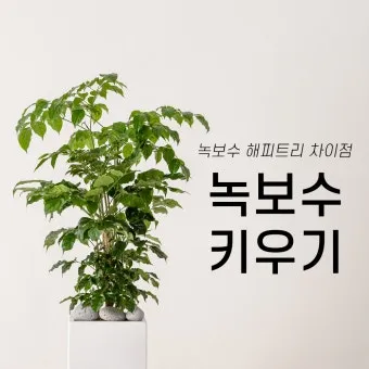 녹보수 물주기 광량관리 환기요령 비료주기 침실 거실 추천_2