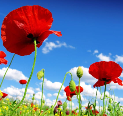 개양귀비와 양귀비의 차이6