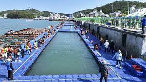 2024 완도 장보고 수산물 축제 기본정보와 프로그램 및 특징 소개 양지은 딘딘 브브걸 송미눈 황가림 슬리피 노디시카 키디비 브레이브 걸스 출연