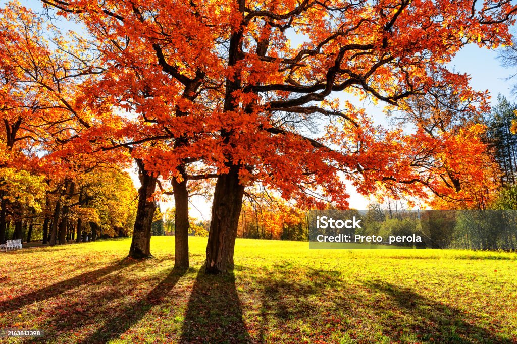 화담숲 가을 단풍 축제에 대한 설명