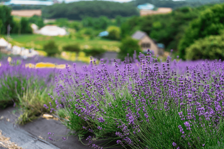 고창 라벤더 축제