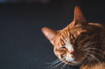 추천 다이어트 사료 &amp; 간식 관련 사진