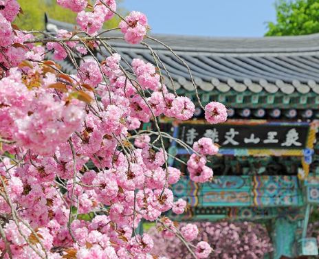서산 벚꽃