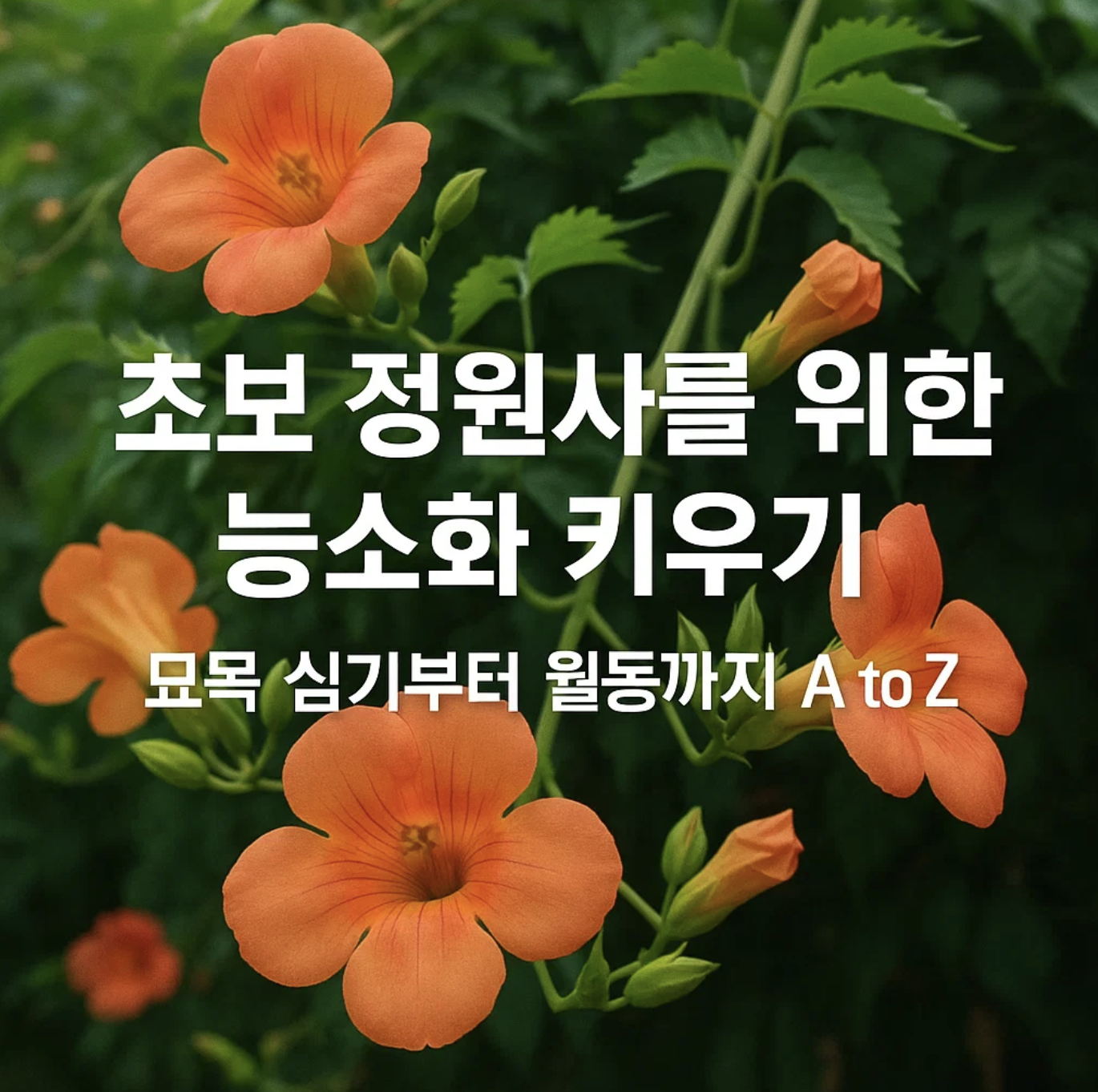 초보 정원사를 위한 능소화 키우기, 묘목 심기부터 월동까지 A to Z