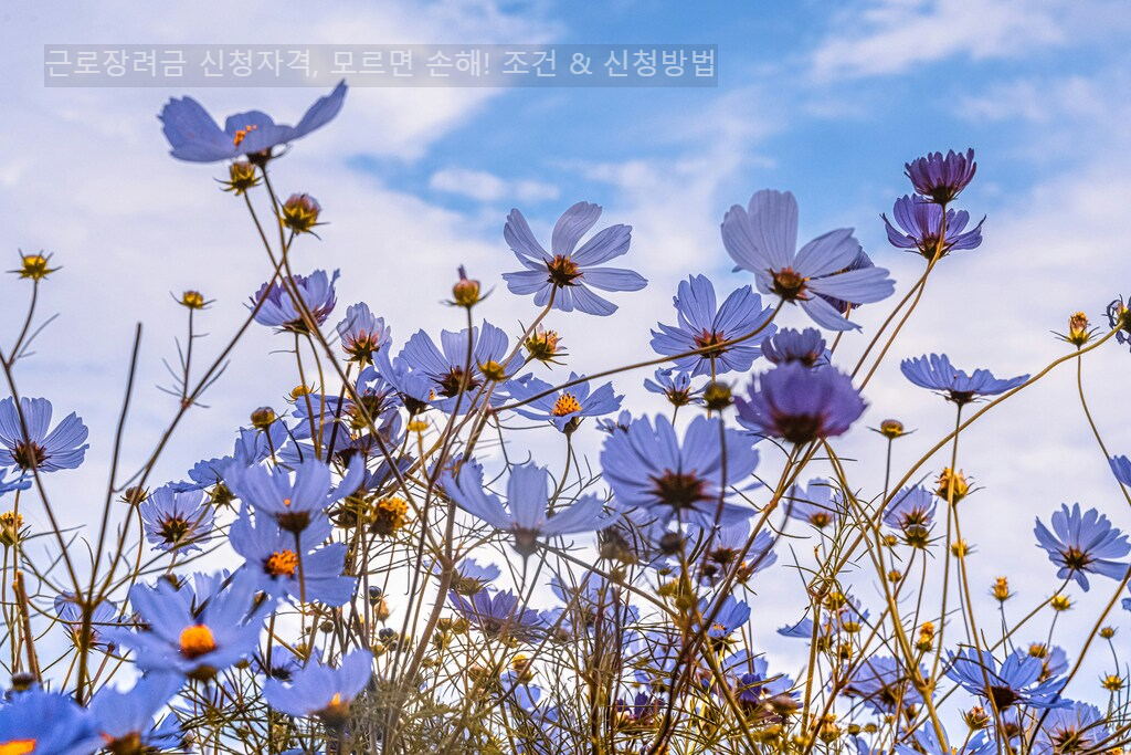 근로장려금 신청자격&amp;#44; 모르면 손해! 조건 &amp; 신청방법