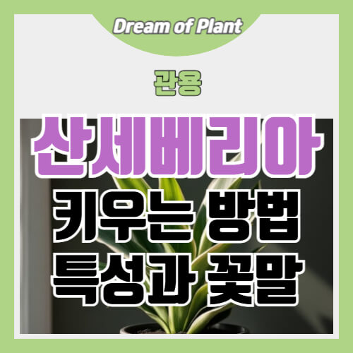 산세베리아 키우는 방법 썸네일 이미지