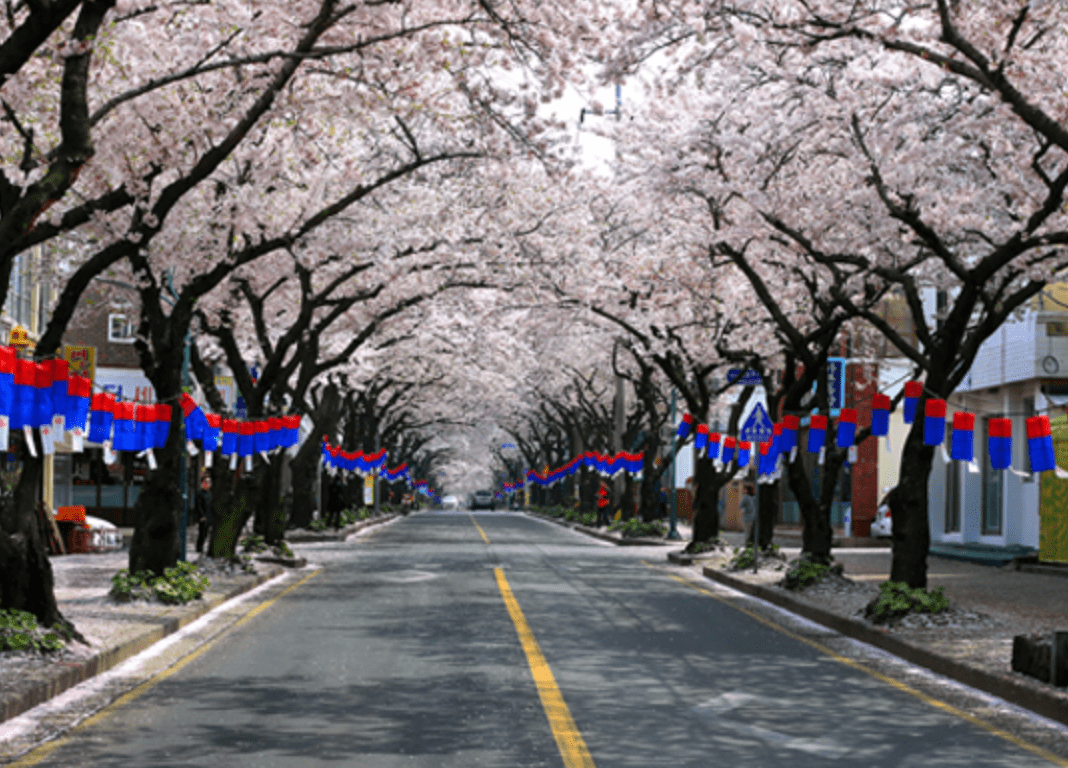 전국벚꽃 명소
