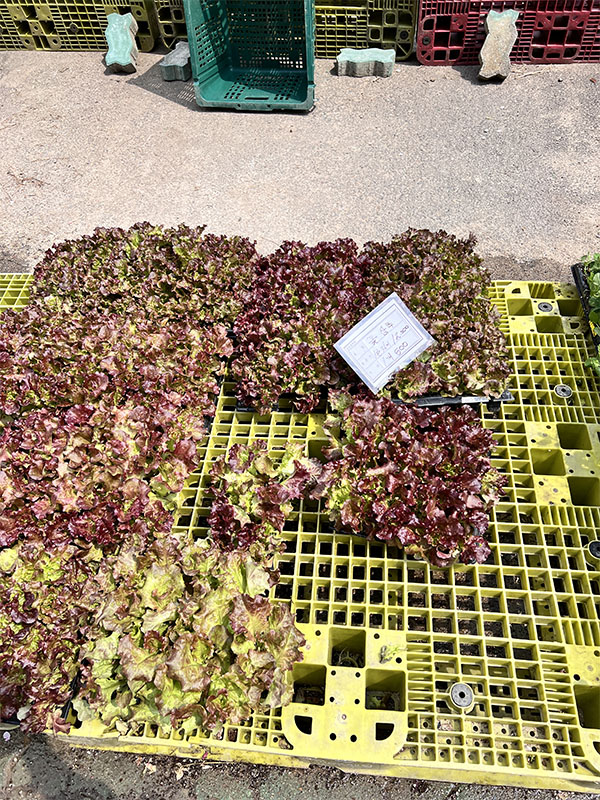 창동 하나로마트에서 판매 중인 다양한 모종들