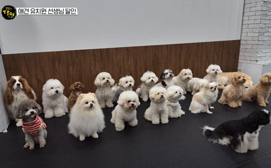 맥스클래스애견