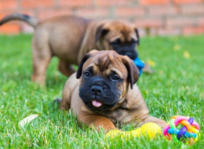 불마스티프와 장난치는 주인.