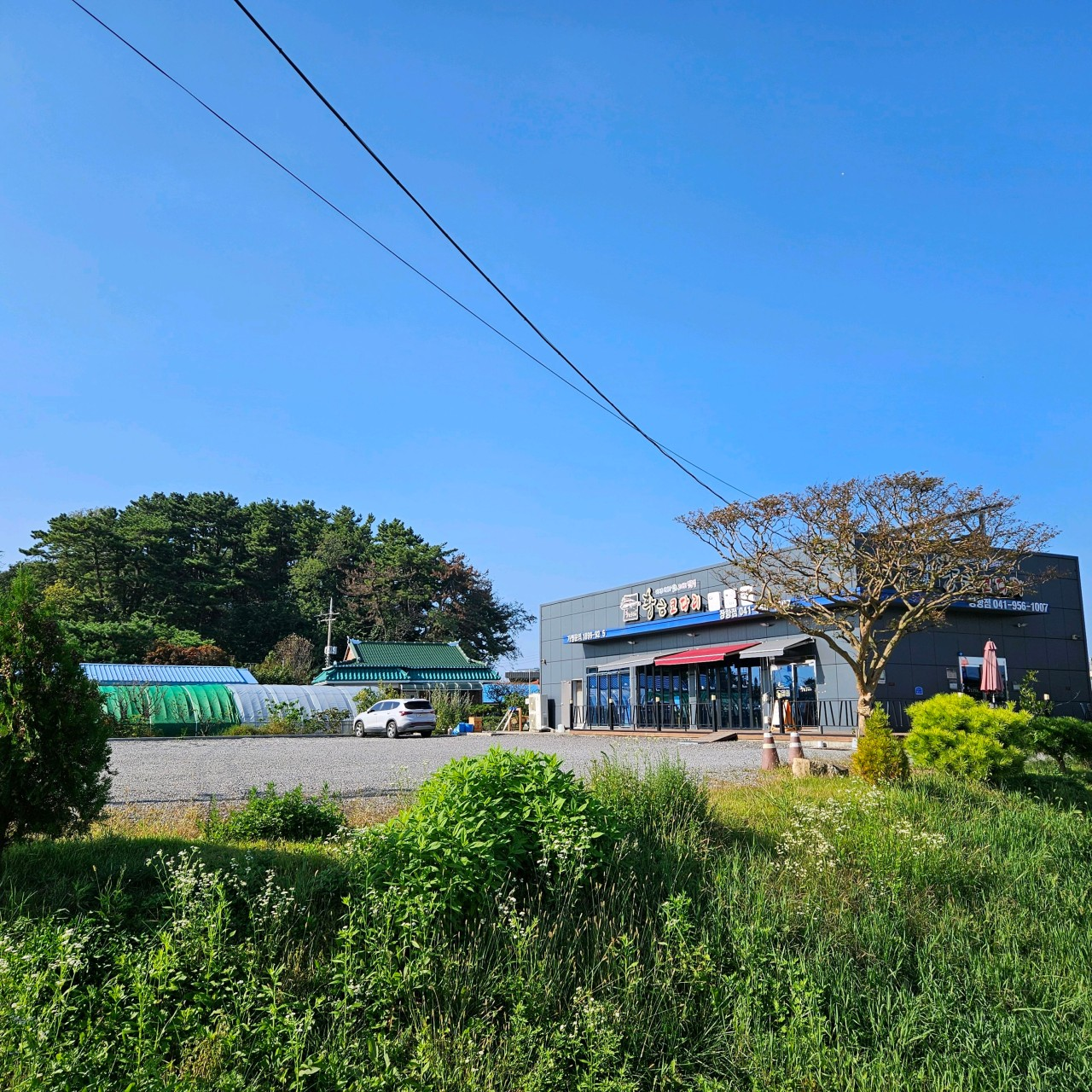 황금코다리
