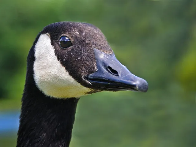 조선시대 방랑 시인 삶 시 김삿갓 역사_4