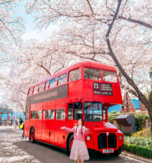 벚꽃 축제 일정 2024 벚꽃 만개 시기