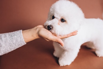 비숑 프리제 (bichon-frise)