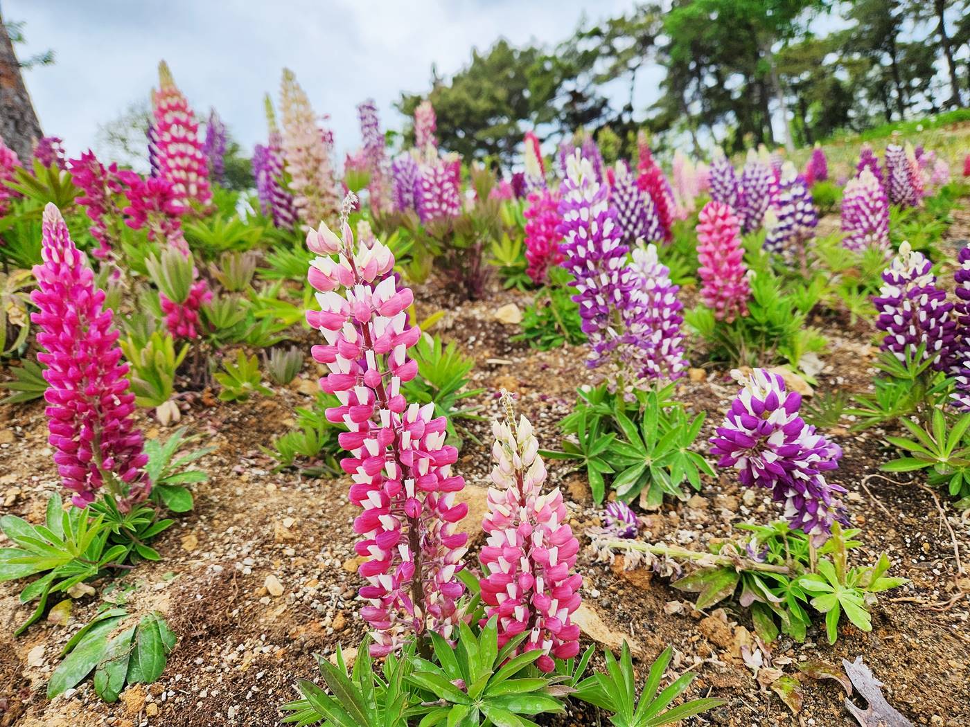 루피너스 Lupinus