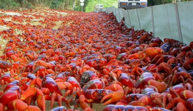 크리스마스 섬 홍게 이동