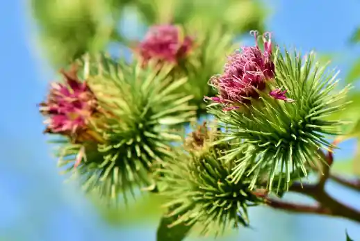 우엉차 효능과 영양성분&amp;#44; 먹는 방법 및 부작용