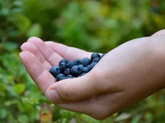 블루베리 뇌 기능 향상에 도움